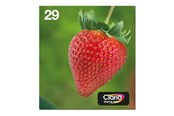 Printertilbehør blekk/toner - Epson Multipack 29 EasyMail - C13T29864511