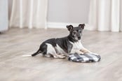 Hund - Trixie Varmepute for oppvarming i mikrobølgeovn - TX28792
