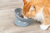 Katt - Trixie Ergonomic Feeding Bowl Ceramic XXL 0.35L 17cm - TX24805