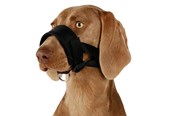 Hund - Trixie Muzzle loop nylon XL–XXL black - TX19283