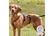 Hund - Trixie Panic Harness Stay Escape-Proof Dog Harness L-XL 75-Stomach Circum: 75-100cm - TX13094