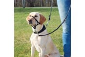 Hund - Trixie Top Trainer training harness S black - TX13002