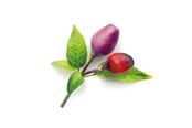 Smarthus - Click & Grow Smart Garden Refill 3-pack - Purple Chili Pepper - SGR46X3