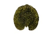 Servering & Servise - Costa Nova Plate Water lily pad Riviera 18 x 17 cm Dark green/Black - 22706