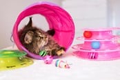 Katt - Dogman Sammenleggbar Kattetunnel 25x60cm - 331335