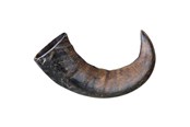 Hund - Trixie Buffalo Chewing Horn packaged large - TX27743