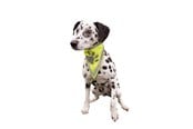 Hund - Trixie Sikkerhets-halstørkle for hunder L-XL 43-60cm - TX30123