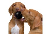 Hund - KONG Dog Toy Ball Extreme Small 6cm - 340424