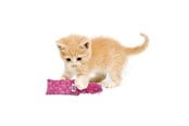 Katt - KONG Cat Toy Kickeroo Kitten Assorted Colors - 340452
