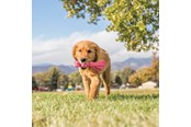 Hund - KONG Hundeleke Wubba Puppy 21cm - 340468