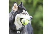 Hund - KONG Hundeleke SqueakAir Ball XLarge 10cm - 340525