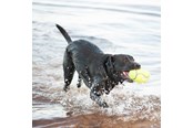 Hund - KONG Hundeleke AirDog Squeaker Football Medium 12.5cm - 340533