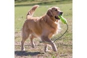 Hund - KONG Hundeleke Airdog Fetch Stick med Tau - 340537