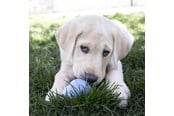 Hund - KONG Dog Toy Kong Puppy Medium Assorted Colors (1-Pack) - 340701