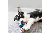 Hund - KONG Dog Toy Squeezz Action Ball Red Large (2-Pack) - 340705