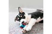 Hund - KONG Dog Toy Squeezz Action Ball Red Medium (3-Pack) - 340706