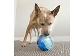 Hund - KONG Dog Toy Rewards Ball Large 12cm - 340740