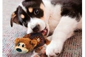 Hund - KONG Dog Toy Shells Bear 14cm - 340810