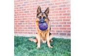Hund - KONG Dog Toy Flexball 15cm - 340861