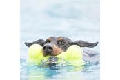 Hund - KONG Hundeleke AirDog Squeaker Bone 11cm - 340912