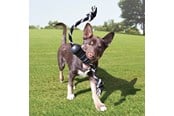 Hund - KONG Dog Toy Extreme Dental W/Rope Medium - 340930