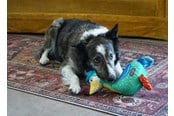 Hund - KONG Hundeleke Ballistic Vibez Birds Medium/Stor 26cm - 341122