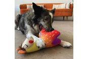 Hund - KONG Dog Toy Ballistic Vibez Llamas Medium/Large 28cm - 341123