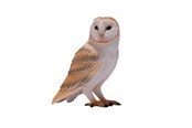 Leketøy - Mojo Wildlife Barn Owl - 381054