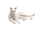 Leketøy - Mojo Farmland Lying Cat White - 387368