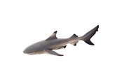 Leketøy - Mojo Sealife Blacktip Reef Shark - 387357