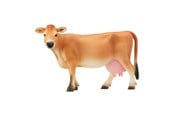 Schleich - Schleich Jersey Ku - 13967