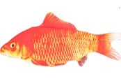 Katt - FLAMINGO - Cat toy Flounder electric fish orange - 540058517707