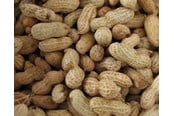Mat, snacks & vitaminer - Hobby First Peanuts with shell 10 kg - 0568