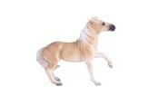 Figurer - Mojo Horse World Brumby Mare - 381059