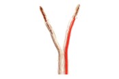 Lydkabel - Nedis bulk speaker cable - 100 m - CAGW4000TR1000