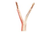 Lydkabel - Nedis bulk speaker cable - 100 m - CAGW6000TR1000