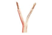 Lydkabel - Nedis bulk speaker cable - 25 m - CAGW6000TR250