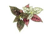 Smarthus - Click & Grow - Smart Garden Refill 3-pack - Polka Dot Plant (SGR48X3) - SGR48X3