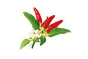 Smarthus - Click & Grow Click and Grow Smart Garden Refill 3-pack - Red Hot Chili Pepper - SGR52X3