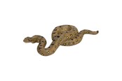 Figurer - Mojo - Wildlife Green Anaconda - 381007