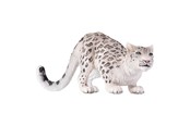 Figurer - Mojo - Wildlife Snow Leopard - 387243