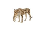 Figurer - Mojo - Wildlife Cheetah Female with Cub - 387167 - 387167