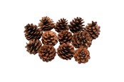 Arts & Crafts - Tilbehør - Colorations - Pine Cones 12pcs. - 38WD03