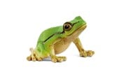 Schleich - Schleich Europeisk løvfrosk - 14882