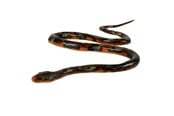 Figurer - Johntoy Snake Soft Touch 135cm - 26328
