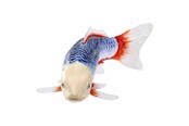 Figurer - Mojo Sealife Koi Carp - Asagi Koi - 381100