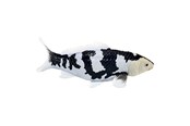 Figurer - Mojo Sealife Koi Carp - Shiro Utsuri Koi - 381102