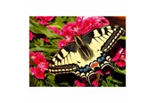 Puslespill - Ravensburger Jigsaw puzzle Colorful Animals Butterfly 500 pcs. Gulv - 12001335