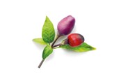 Hageredskaper - Click & Grow Smart Garden 9-pack refill - Purple Chili Pepper - SGR46X9
