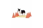 Hund - Pawise - Agility Training Set 30 cm - 636.9010